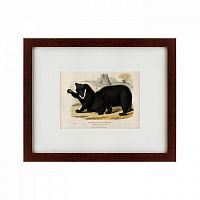 картина: two ursine sloths, or sloth bears, 1830 в Нижнем Тагиле
