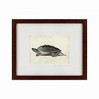 картина: a hand-painted illustration of a burmese roofed turtle, 1873 в Нижнем Тагиле