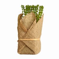 растение декоративное potted herb polini в Нижнем Тагиле