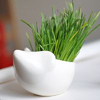 набор для выращивания eco ёжик в Нижнем Тагиле