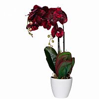 орхидея бордовая в горшке 58 см в Нижнем Тагиле