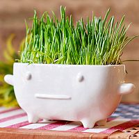 набор для выращивания eco буль в Нижнем Тагиле
