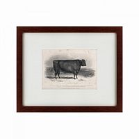 картина: a devon bull, 1849 в Нижнем Тагиле