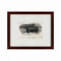 картина: a devon steer, 1869 в Нижнем Тагиле