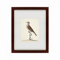 картина: the brown bird в Нижнем Тагиле