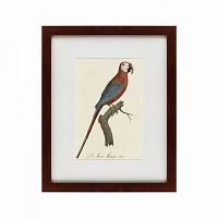 картина: ara macao (scarlet macaw), 1801 в Нижнем Тагиле