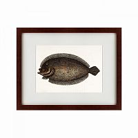 картина: sole fish, 1722 в Нижнем Тагиле