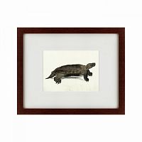 картина: a hand-painted illustration of an arakan forest turtle, 1872 в Нижнем Тагиле