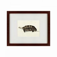 картина: a hand-painted illustration of an elongated tortoise, 1873 в Нижнем Тагиле