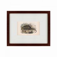картина: armadillo, 1860 в Нижнем Тагиле