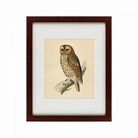 картина: brown owl, 1760 в Нижнем Тагиле