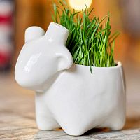 набор для выращивания eco овечка в Нижнем Тагиле
