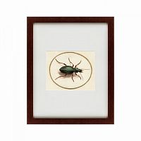 картина: beetle, 1700 в Нижнем Тагиле