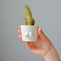 набор для выращивания eco мини-кашпо «усы» в Нижнем Тагиле