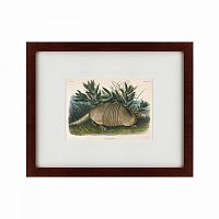 картина: armadillo (dasypus peba), 1848 в Нижнем Тагиле