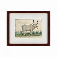 картина: cape ox, 1778 в Нижнем Тагиле